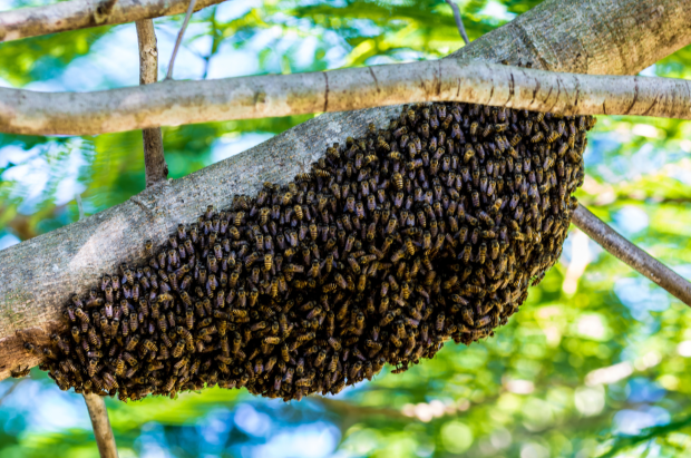 essaim abeilles sur branche d'arbre